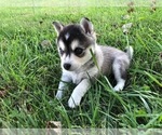 Small Photo #4 Alaskan Klee Kai Puppy For Sale in WILLIAMSBURG, OH, USA