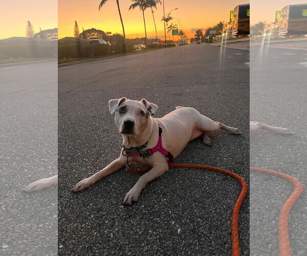 Medium Photo #1 Jack Russell Terrier-Unknown Mix Puppy For Sale in Pompano Beach , FL, USA