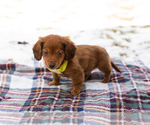 Small #1 Dachshund