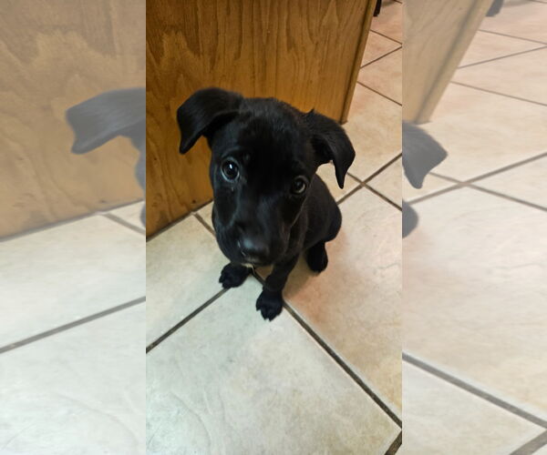 Medium Photo #2 Labrador Retriever-Unknown Mix Puppy For Sale in MIDWAY, UT, USA