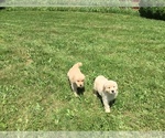Small Photo #1 Golden Retriever Puppy For Sale in MATTAPOISETT, MA, USA