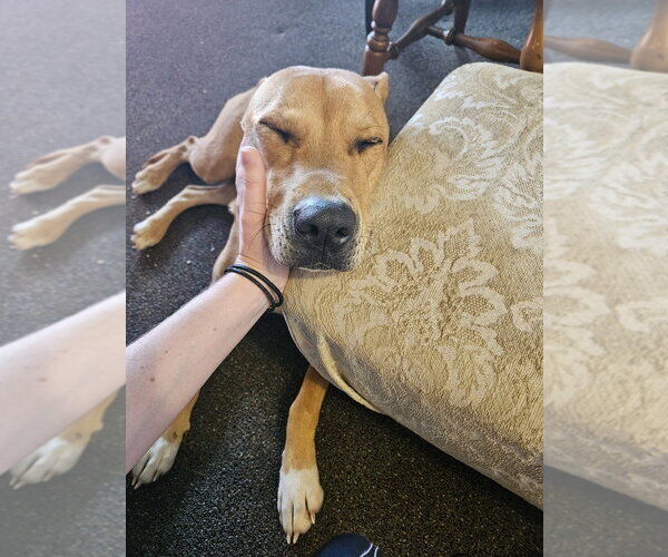 Medium Photo #5 Mutt Puppy For Sale in Bolivar, MO, USA