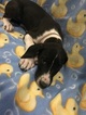 Small Photo #4 Great Dane Puppy For Sale in COPPERAS COVE, TX, USA