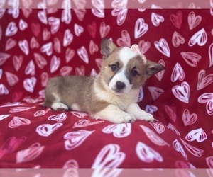 Pembroke Welsh Corgi Puppy for sale in LAKELAND, FL, USA