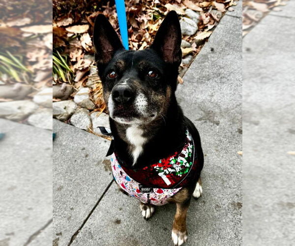 Medium Photo #1 Mutt Puppy For Sale in Fairfax, VA, USA