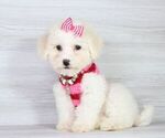 Small Photo #26 Maltipoo Puppy For Sale in LAS VEGAS, NV, USA