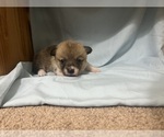 Small #1 Pembroke Welsh Corgi