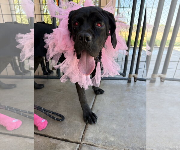Medium Photo #2 Mutt Puppy For Sale in Goodyear, AZ, USA