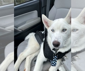 Siberian Husky Dogs for adoption in INDIANAPOLIS, IN, USA