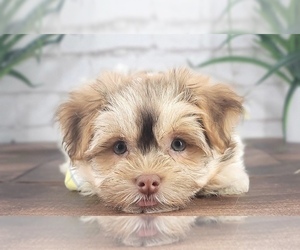 Havanese Puppy for sale in NAPLES, FL, USA