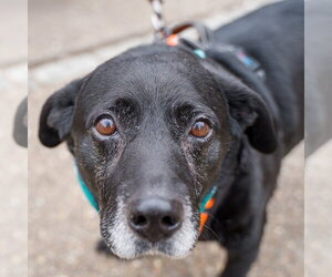 Lt Dan - Male Labbe Dog for Adoption - Photo #3