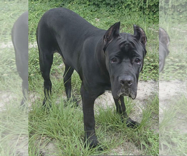 Medium Photo #3 Cane Corso Puppy For Sale in MERRITT ISLAND, FL, USA
