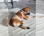 Small #6 Coonhound Mix