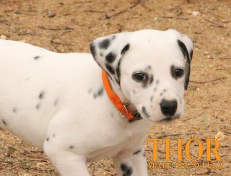 Medium Photo #48 Dalmatian Puppy For Sale in ENID, OK, USA