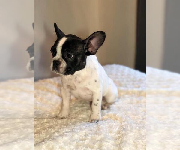 Medium Photo #2 French Bulldog Puppy For Sale in COLCHESTER, CT, USA