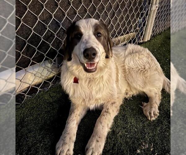 Medium Photo #4 Saint Pyrenees Puppy For Sale in San Diego, CA, USA