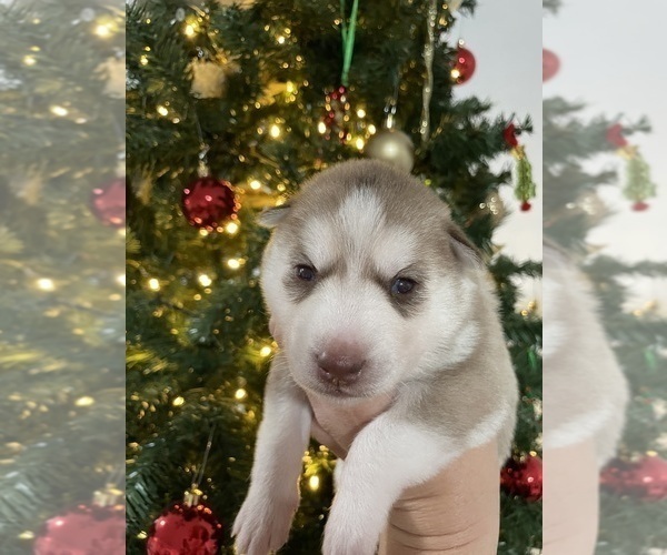 Medium Photo #6 Siberian Husky Puppy For Sale in WAUCHULA, FL, USA