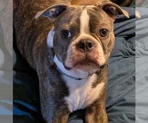Father of the Boston Terrier puppies born on 06/01/2026
