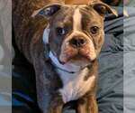 Small Photo #1 Boston Terrier Puppy For Sale in GONIC, NH, USA
