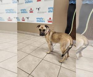 Black Mouth Cur Dogs for adoption in Conroe, TX, USA