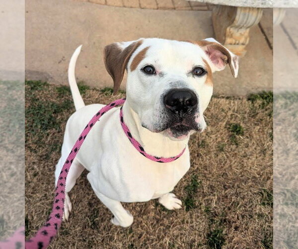 Medium Photo #3 Mutt Puppy For Sale in Shelburne, VT, USA