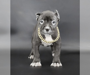 American Bully Puppy for sale in CHAMPAIGN, IL, USA