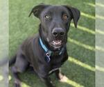 Small #6 Labrador Retriever Mix