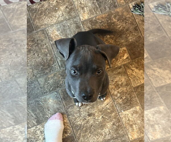 Medium Photo #3 Mutt Puppy For Sale in Boston, MA, USA