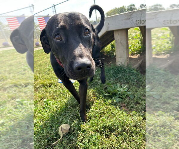 Medium Photo #3 Labrador Retriever Puppy For Sale in Pierceton , IN, USA
