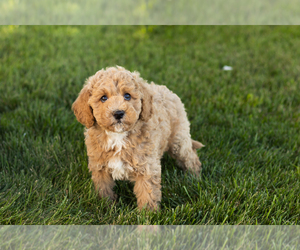 Poodle (Miniature) Puppy for sale in SHIPSHEWANA, IN, USA