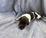 Puppy 6 Brittany-German Shorthaired Pointer Mix