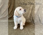 Small Photo #36 Labrador Retriever Puppy For Sale in MURRIETA, CA, USA