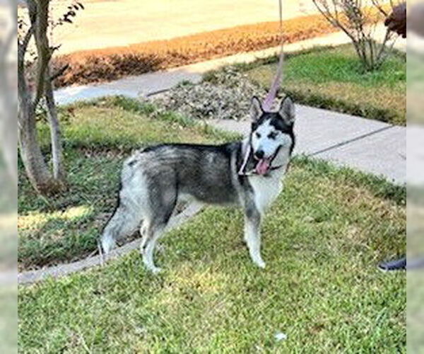 Medium Photo #4 Siberian Husky-Unknown Mix Puppy For Sale in HOUSTON, TX, USA