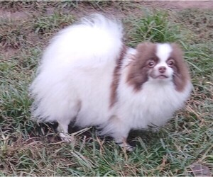 Mother of the Pomeranian puppies born on 11/26/2024