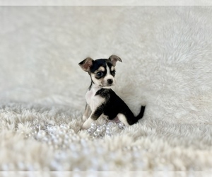 Chihuahua Puppy for sale in HUFFMAN, TX, USA