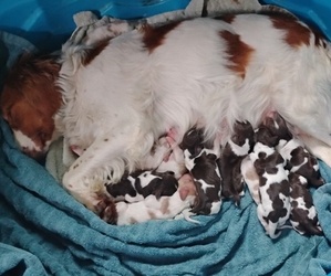 Brittany Puppy for sale in DOWAGIAC, MI, USA