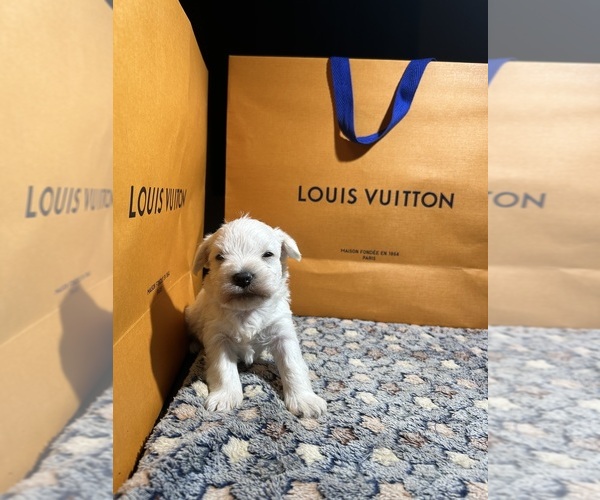 Medium Photo #2 Schnauzer (Miniature) Puppy For Sale in HOUSTON, TX, USA