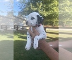 Small #4 Dalmatian