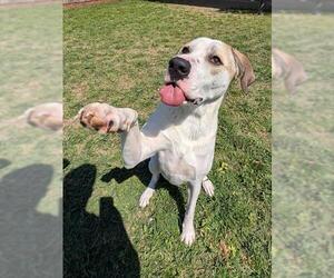 Great Dane-Labrador Retriever Mix Dogs for adoption in Plano, TX, USA