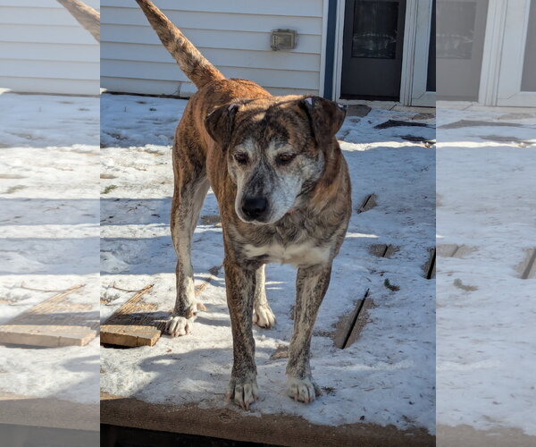 Medium Photo #2 Mountain Cur-Unknown Mix Puppy For Sale in Plainfield, IL, USA