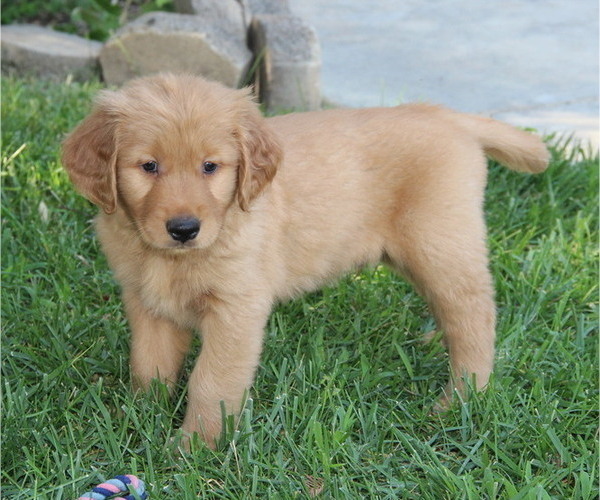 Medium Photo #4 Golden Retriever Puppy For Sale in FRESNO, CA, USA