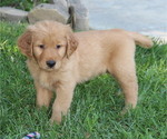 Small Photo #4 Golden Retriever Puppy For Sale in FRESNO, CA, USA