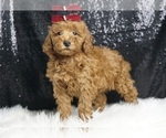 Puppy Glitter Multi g Goldendoodle (Miniature)