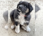 Small Photo #2 Australian Shepherd Puppy For Sale in JURUPA VALLEY, CA, USA