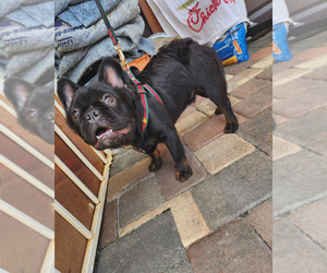 French Bulldog Puppy for sale in LAKE WORTH, FL, USA