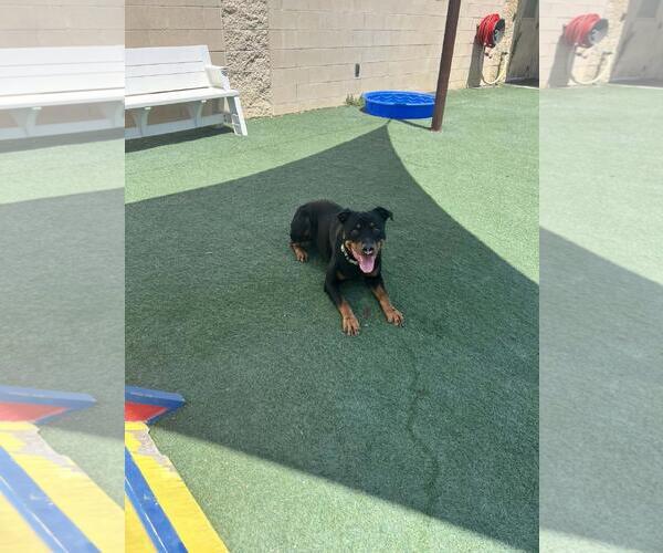 Medium Photo #7 Rottweiler-Unknown Mix Puppy For Sale in Rockwall, TX, USA