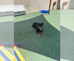 Small #6 Rottweiler Mix