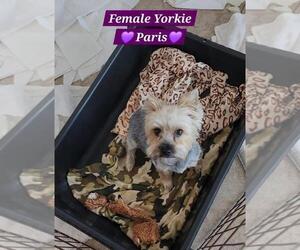 Mother of the Yorkshire Terrier puppies born on 09/21/2025
