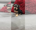 Small Photo #10 Yorkshire Terrier Puppy For Sale in TAMPA, FL, USA