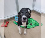 Small #7 Labrador Retriever Mix